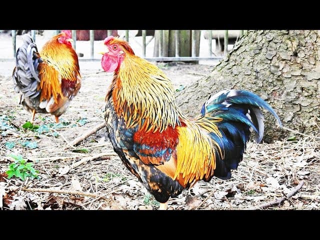 Colorful organic farm with fresh vegetables, eggs, and chickens in Hisarlıkaya