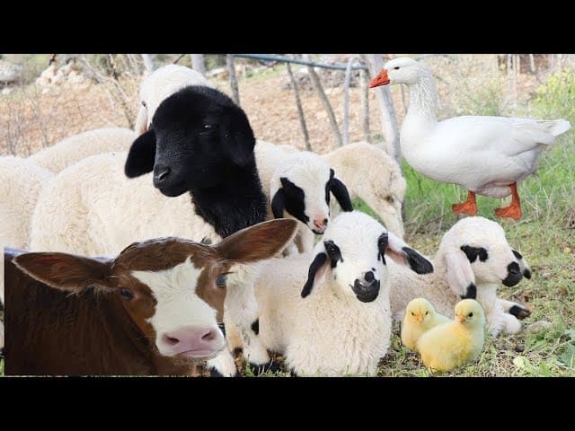 Organic farm in Hisarlıkaya with fresh green vegetable rows at sunrise