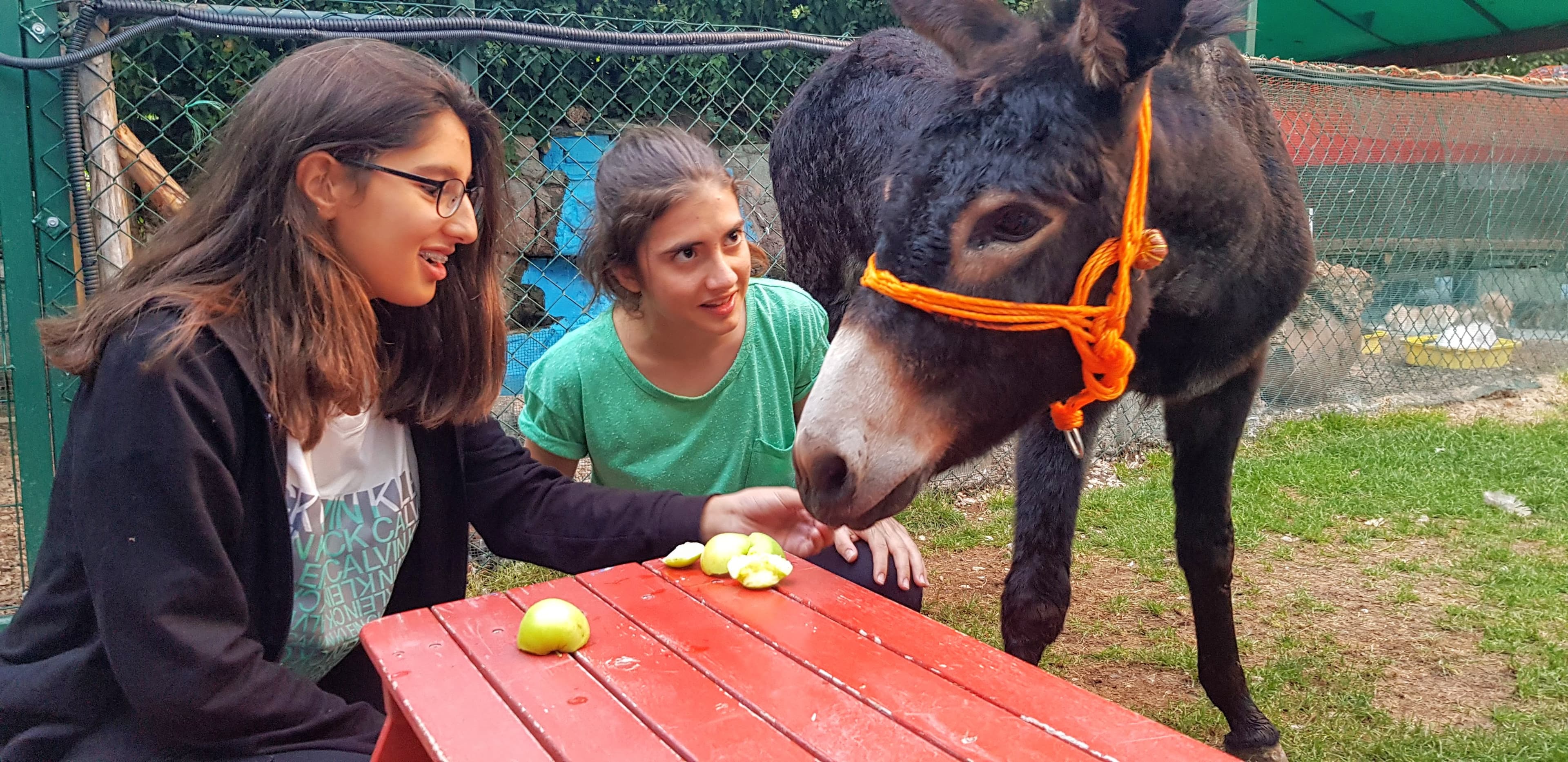 Two girls feeding apple slices to a dark brown donkey at a red wooden table.