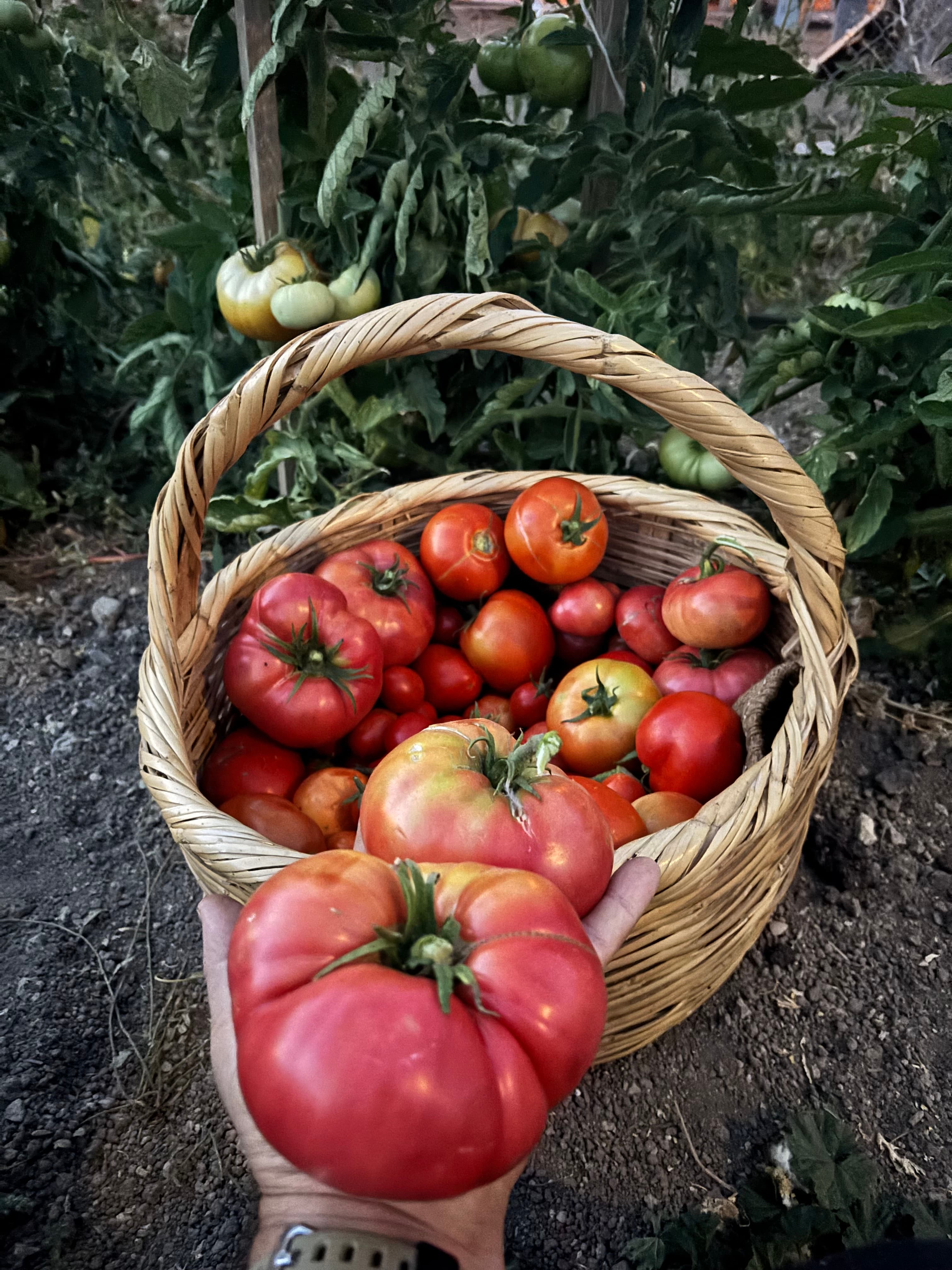 Hand holding large red tomatoes over a woven basket filled with freshly harvested tomatoes.